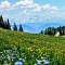 Summer Meadows