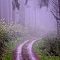 Foggy Road