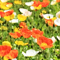 Poppy