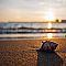 Seaside Shell