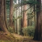 Mystical Forest of the Gods