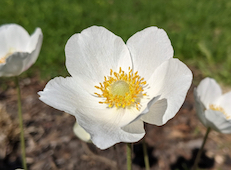 poppy