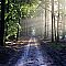 Into The Forest