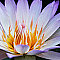 Petals of lotus