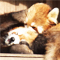 Animal talk