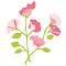 Sweet pea