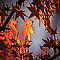 Herald Of Autumn