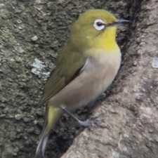 朝日を纏う池の鳥達