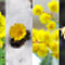 Spring has come