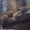 Leopard is taking a nap
