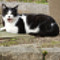 不機嫌な猫さん