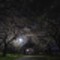夜の秋桜