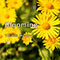 Blooming