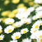 Floral Noon