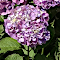 Hydrangea