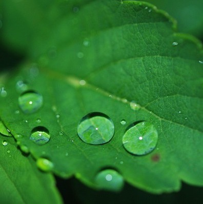 Rain Drop