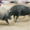 BULLFIGHT -闘牛-
