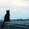 黒猫とバーテンダー