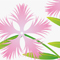 Dianthus