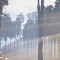 The trees whisper