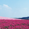 Bloom the Sky