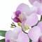 Orchid