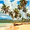 Palm Paradise
