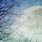 moonlit night