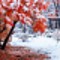 雪月花