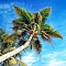 Coconut Dreams