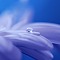 Daily Gratitude