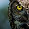 フクロウのテーマ