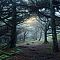 Abyssal Forest