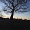 Large Tree