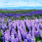 Flower Park