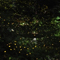 Night of fireflies