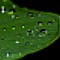 raindrops