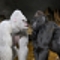 Kong Battle