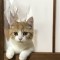 いたずら猫