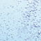 Rain Whisper