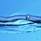 水の夢