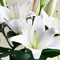Lonely Lily