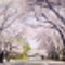 桜の下で
