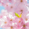 春は紅、柳は緑