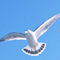 Free Birds