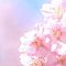 桜花の記憶