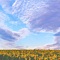 八月の空、君を忘れ