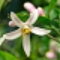 檸檬の花言葉を知っていますか