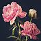 Peonies Day