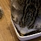 猫の食事